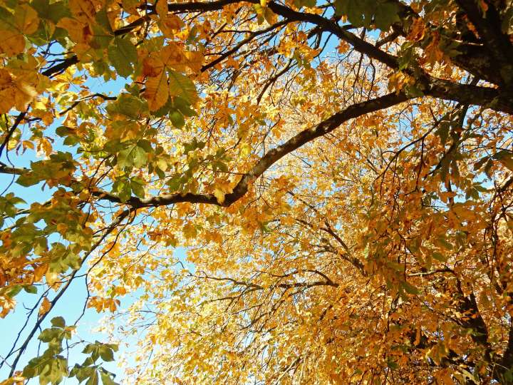 golden_leaves